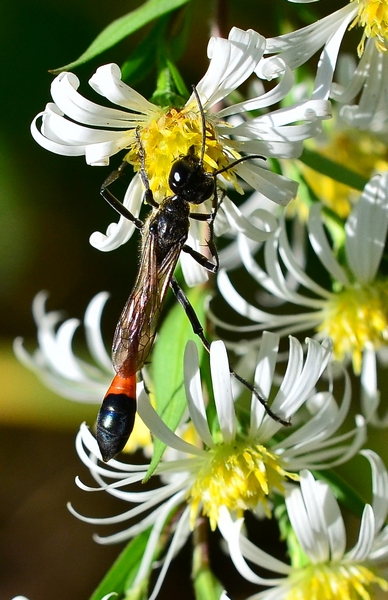 maschio di Ammophila sabulosa